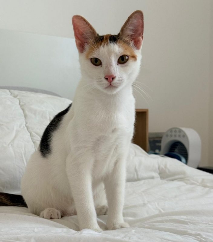 CHATKIRA - Chat à adopter