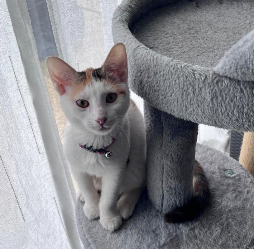Photo #1 de CHATKIRA