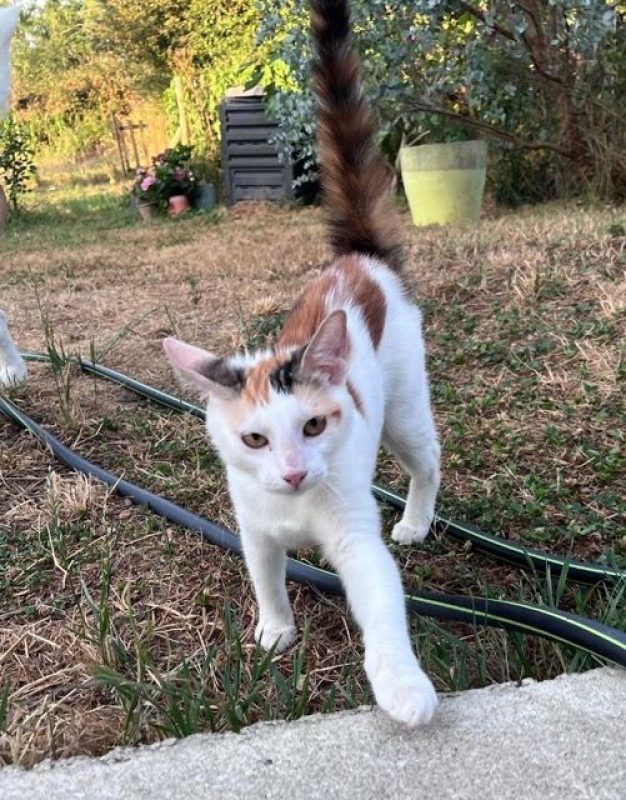 CHATKIRA - Chat à adopter - photo 4
