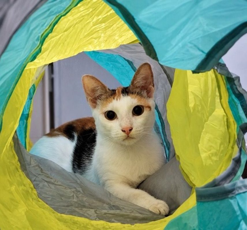 CHATKIRA - Chat à adopter - photo 5