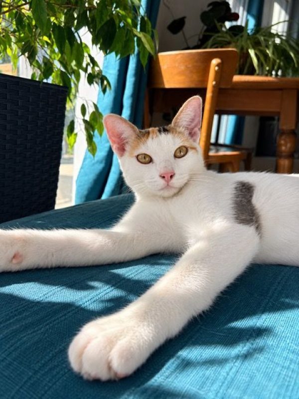 CHATKIRA - Chat à adopter - photo 2