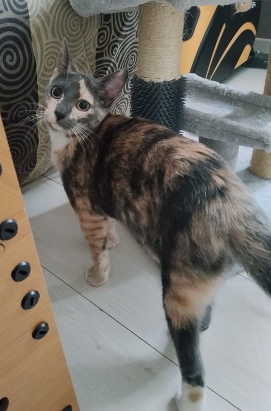 BABETH - Chat à adopter - photo 3