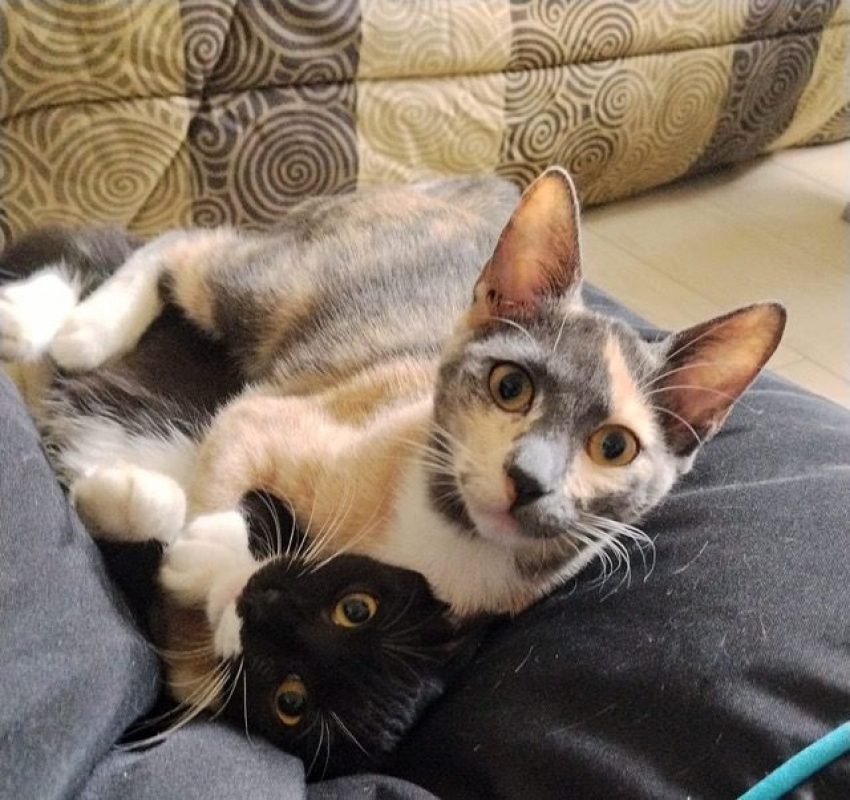 BABETH - Chat à adopter - photo 2