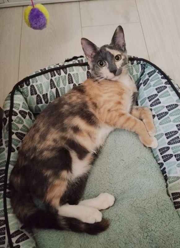 BABETH - Chat à adopter - photo 5