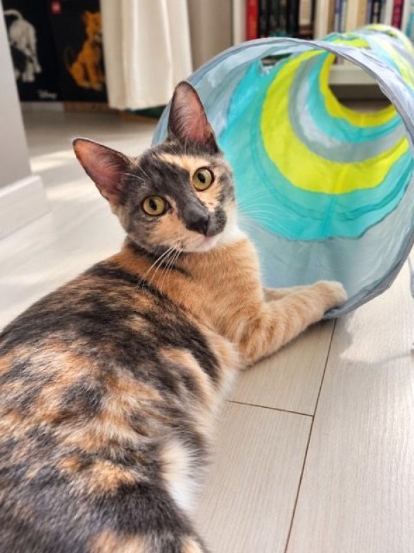 BABETH - Chat à adopter - photo 4