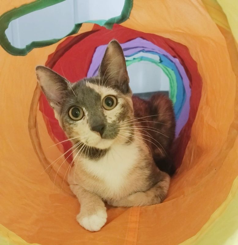 BABETH - Chat à adopter - photo 7