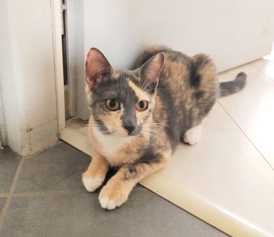 BABETH - Chat à adopter