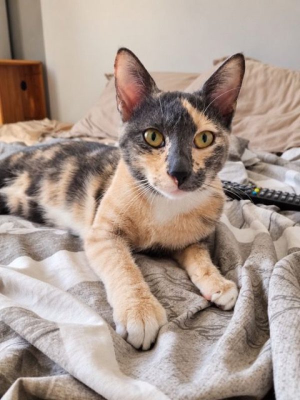 BABETH - Chat à adopter - photo 8