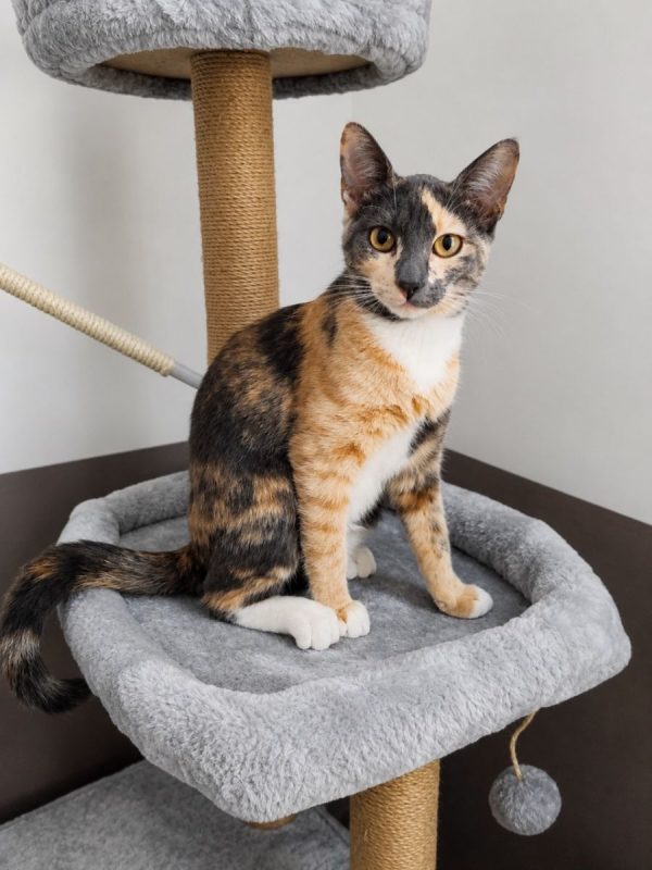 BABETH - Chat à adopter - photo 3