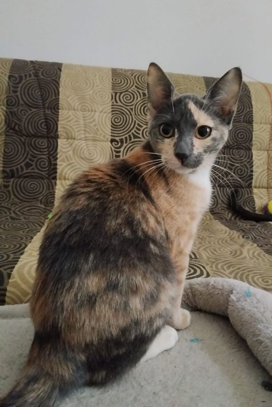 BABETH - Chat à adopter - photo 6