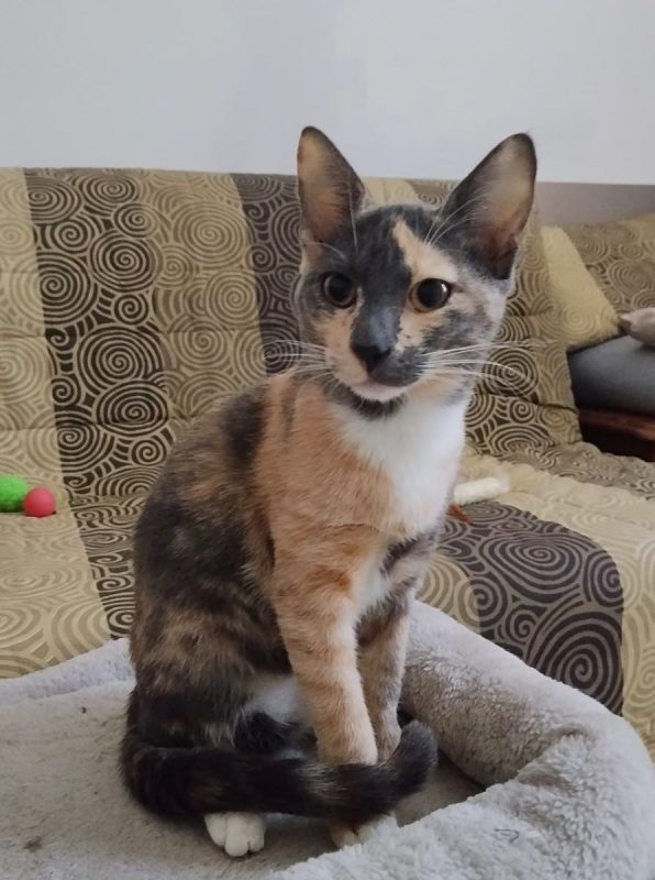 BABETH - Chat à adopter - photo 4