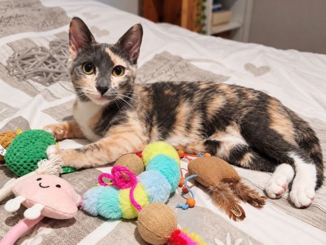 BABETH - Chat à adopter - photo 2