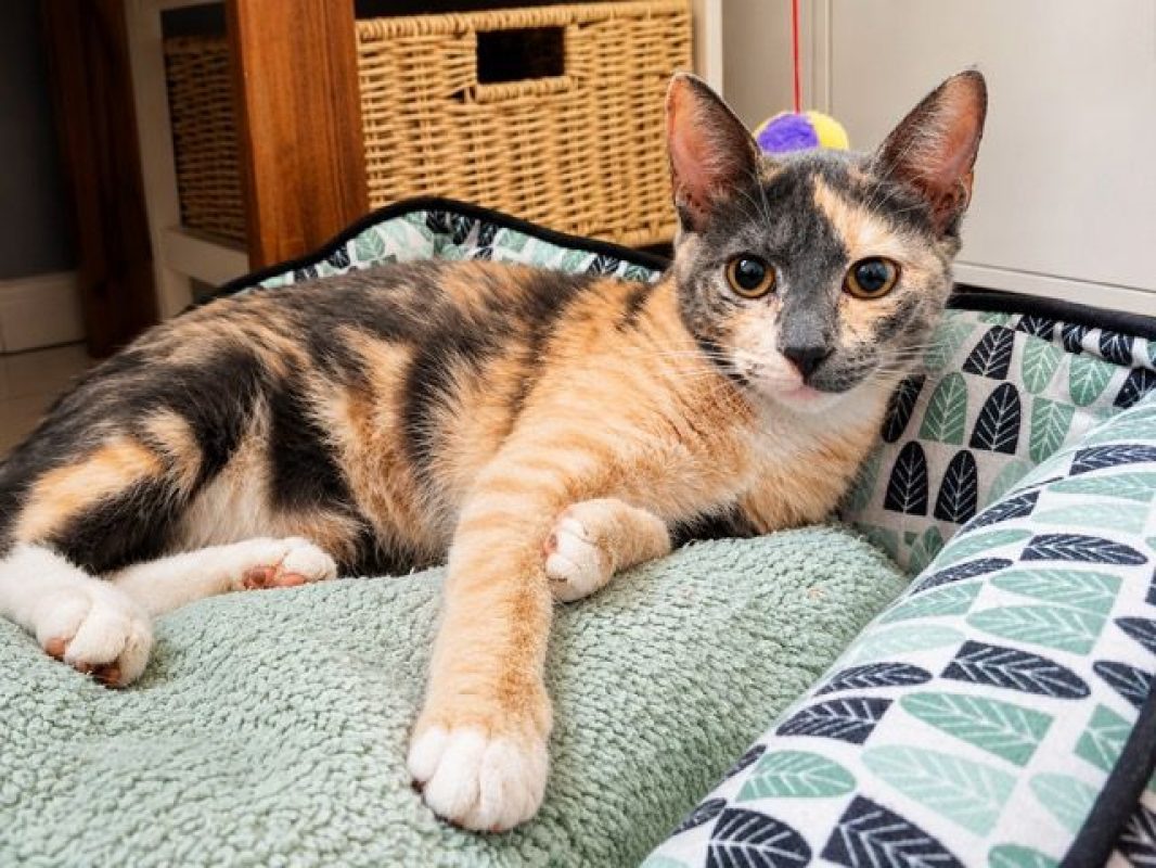 BABETH - Chat à adopter - photo 6