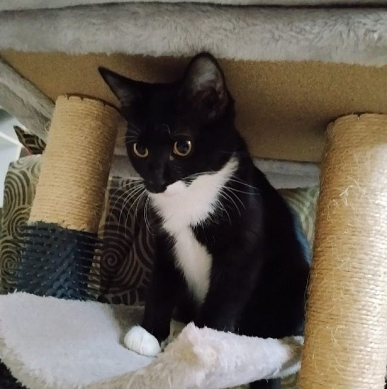 BAGHERRA - Chat à adopter - photo 7