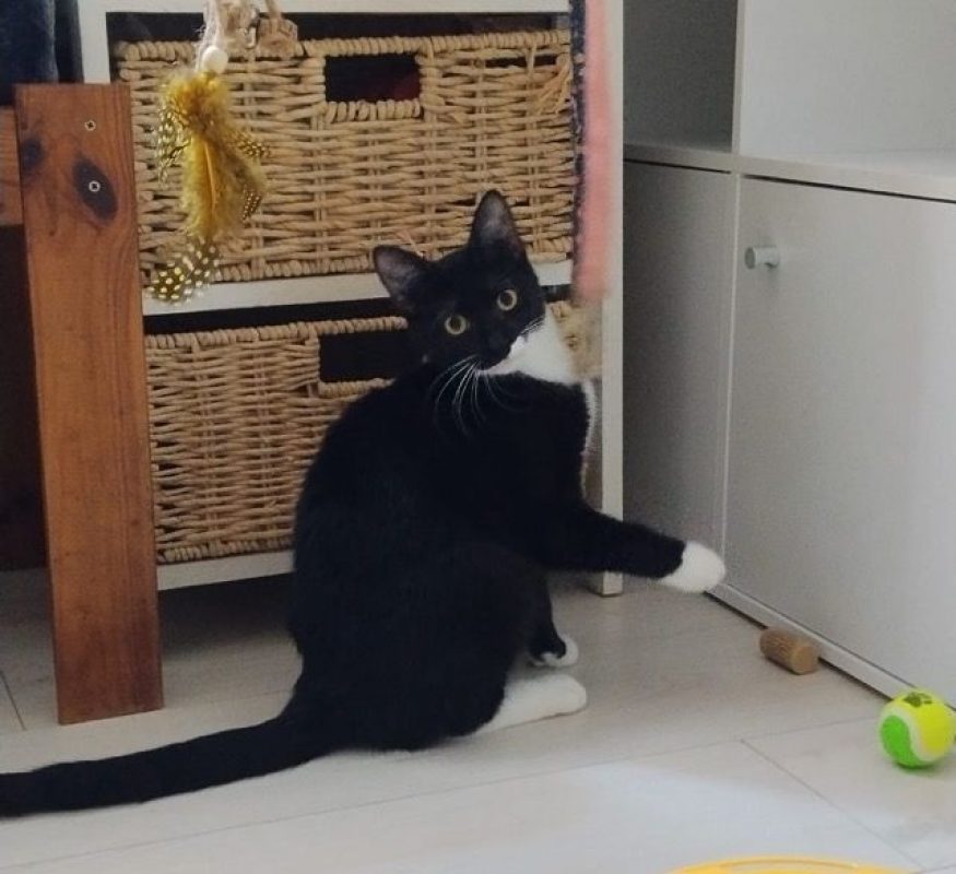BAGHERRA - Chat à adopter - photo 6
