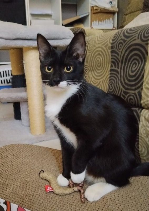 BAGHERRA - Chat à adopter