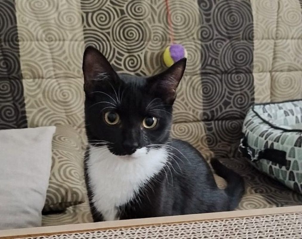 BAGHERRA - Chat à adopter - photo 3