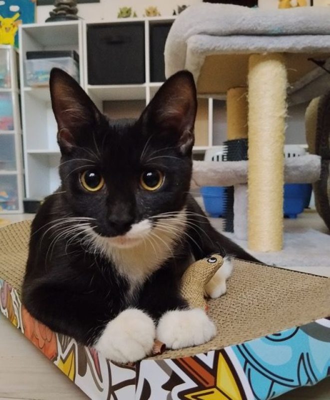 BAGHERRA - Chat à adopter - photo 2
