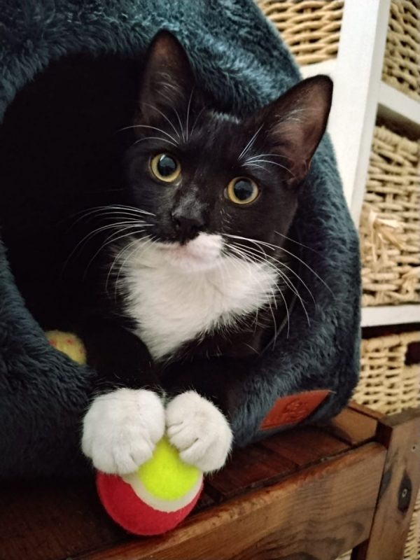 BAGHERRA - Chat à adopter - photo 4