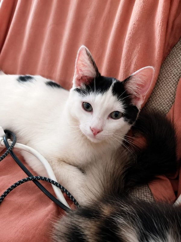 ÉRÉNÉ - Chat à adopter - photo 5