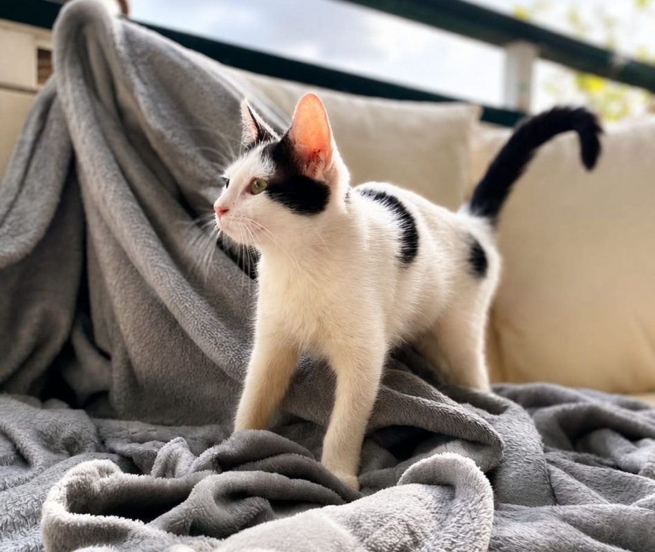ÉRÉNÉ - Chat à adopter - photo 7