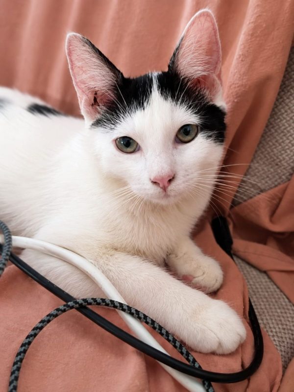 ÉRÉNÉ - Chat à adopter