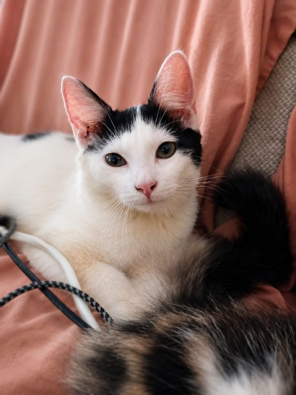 ÉRÉNÉ - Chat à adopter - photo 2
