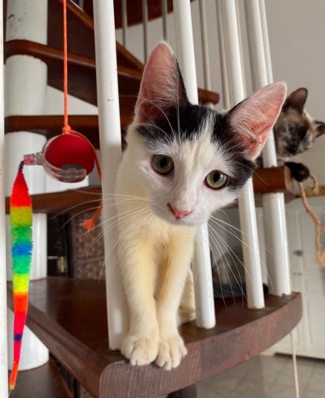 ÉRÉNÉ - Chat à adopter - photo 4