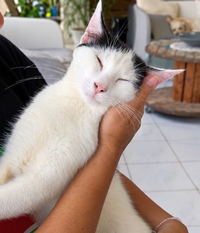 ERENE - Chat à adopter - photo 2