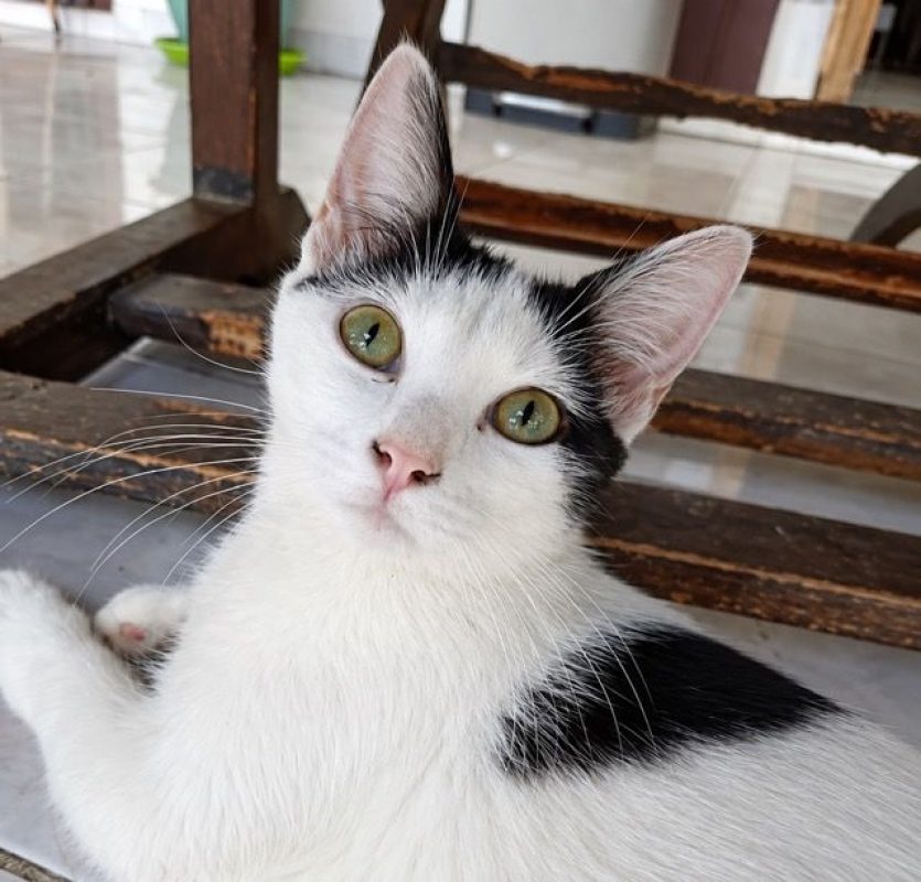 ERENE - Chat à adopter