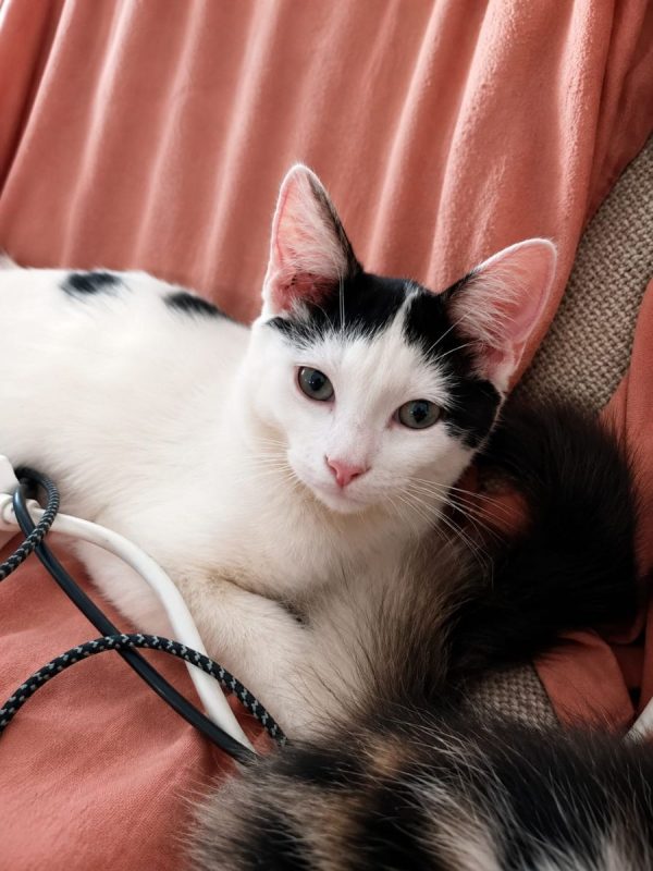 ERENE - Chat à adopter - photo 6