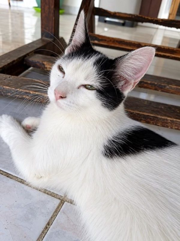 ERENE - Chat à adopter - photo 4