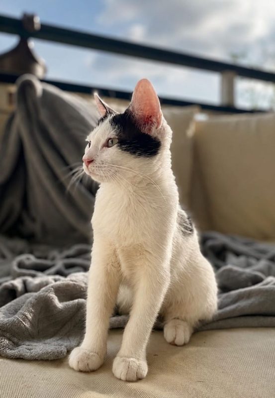 ÉRÉNÉ - Chat à adopter - photo 3