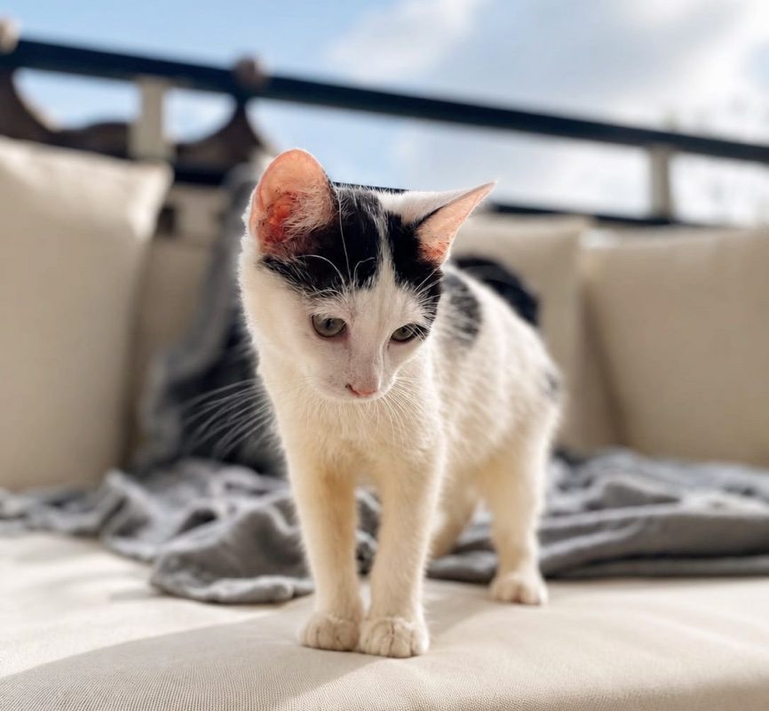 ÉRÉNÉ - Chat à adopter - photo 6