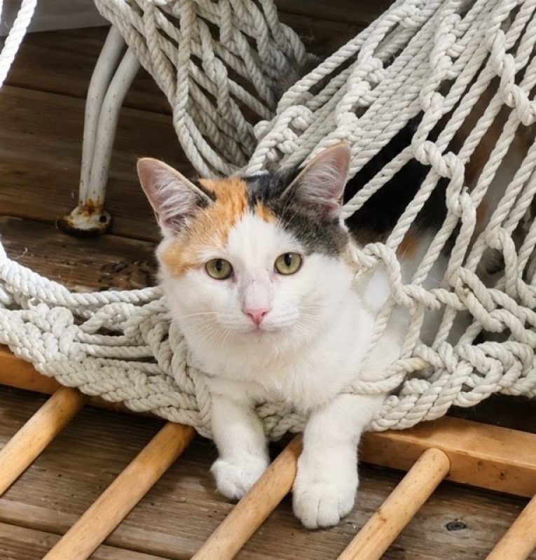 MINA - Chat à adopter - photo 5