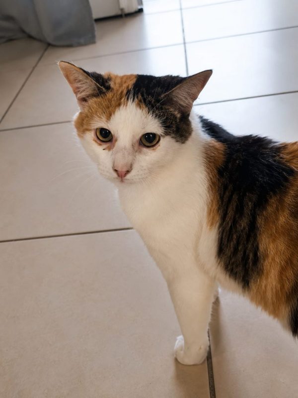 MINA - Chat à adopter - photo 6