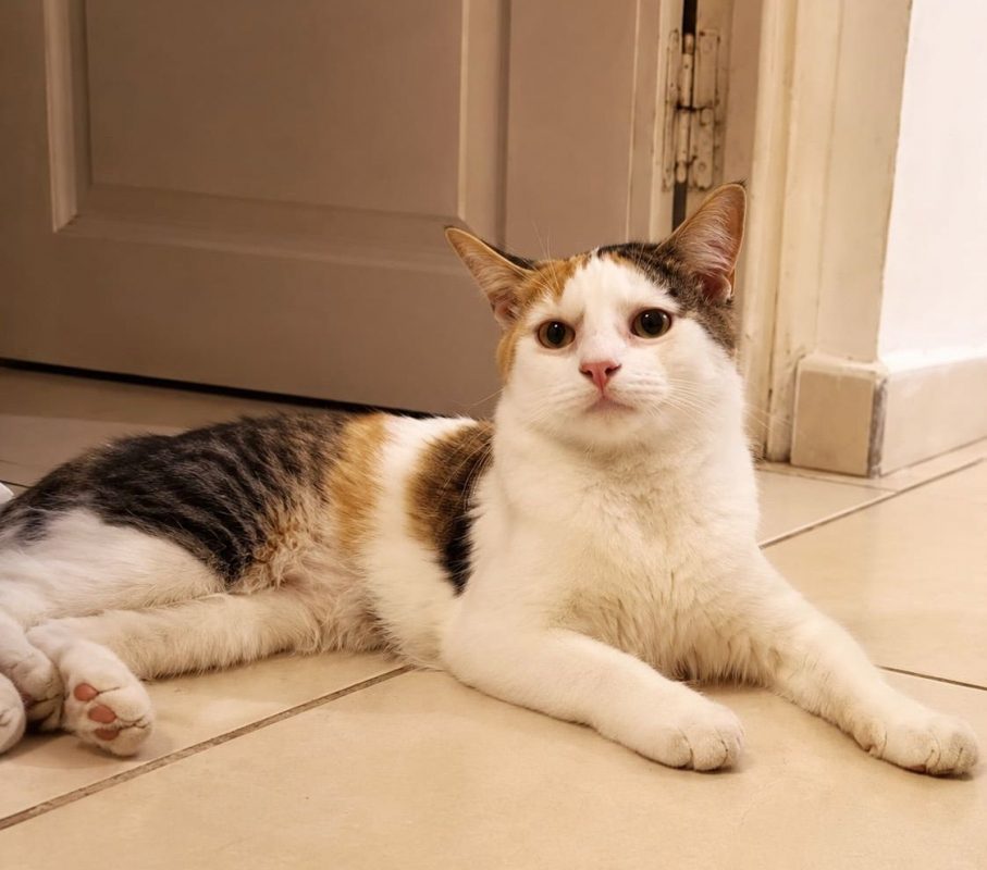 MINA - Chat à adopter - photo 7