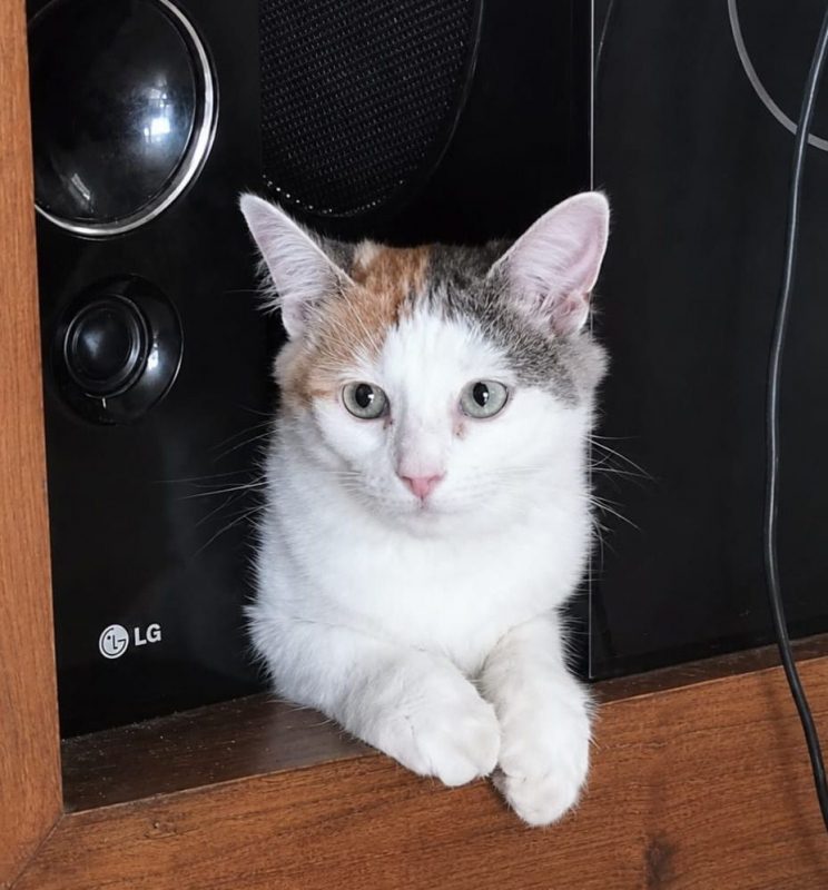 MINA - Chat à adopter - photo 2