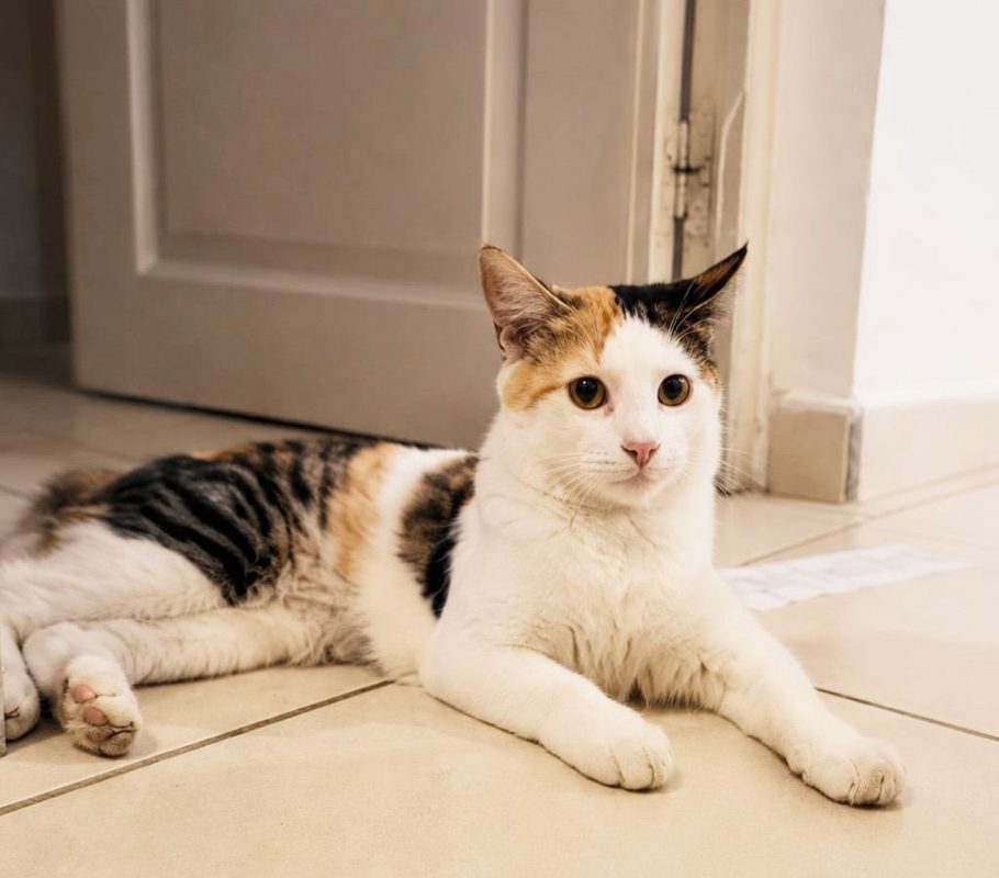 MINA - Chat à adopter