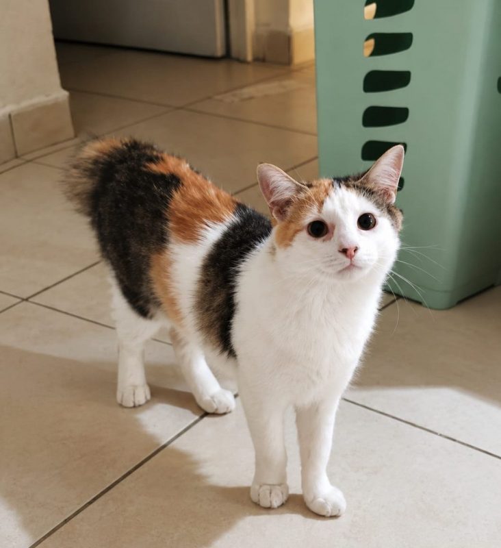 MINA - Chat à adopter - photo 4