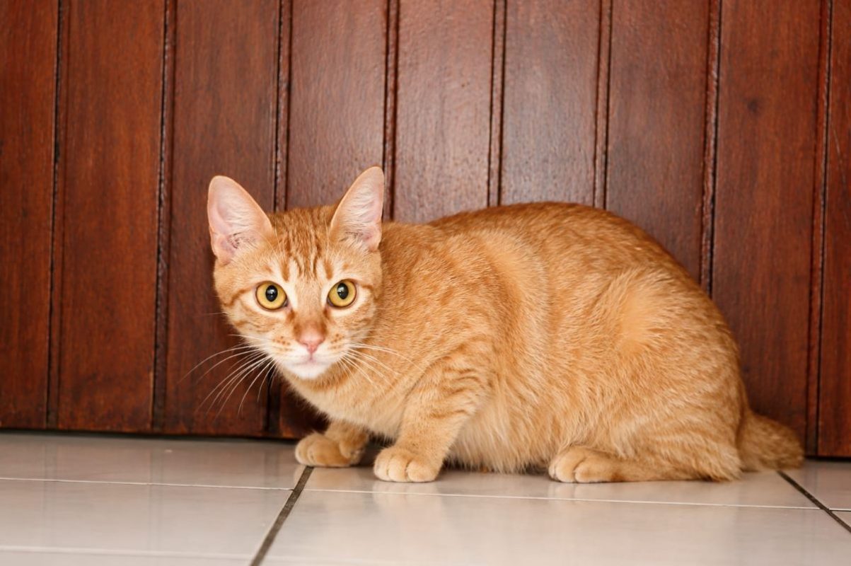 PRALINE - Chat à adopter - photo 6