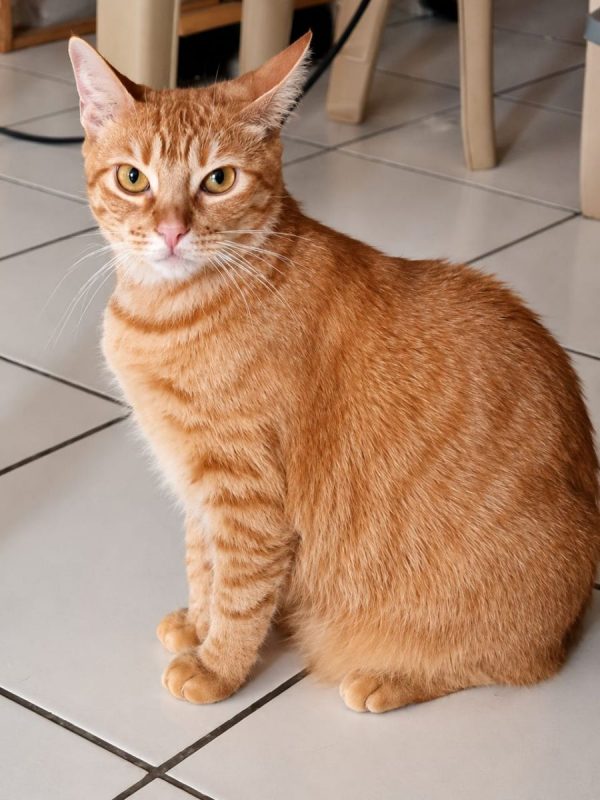 PRALINE - Chat à adopter - photo 3