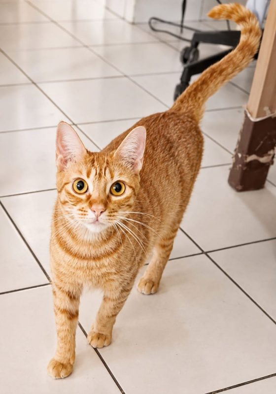 PRALINE - Chat à adopter - photo 4