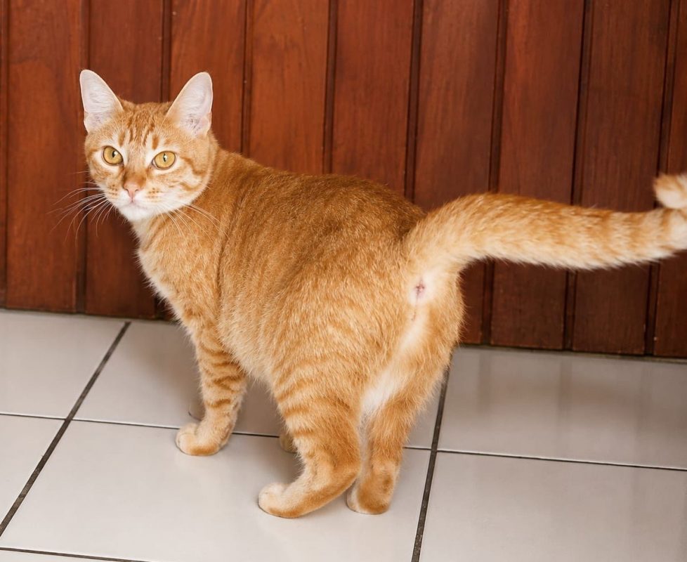 PRALINE - Chat à adopter - photo 2