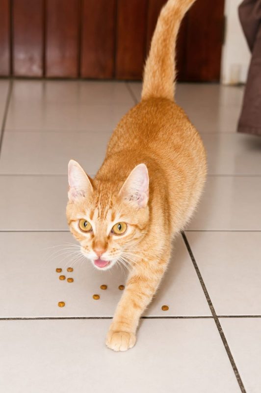 PRALINE - Chat à adopter - photo 5