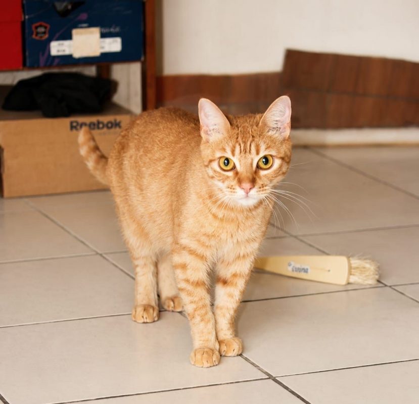 PRALINE - Chat à adopter