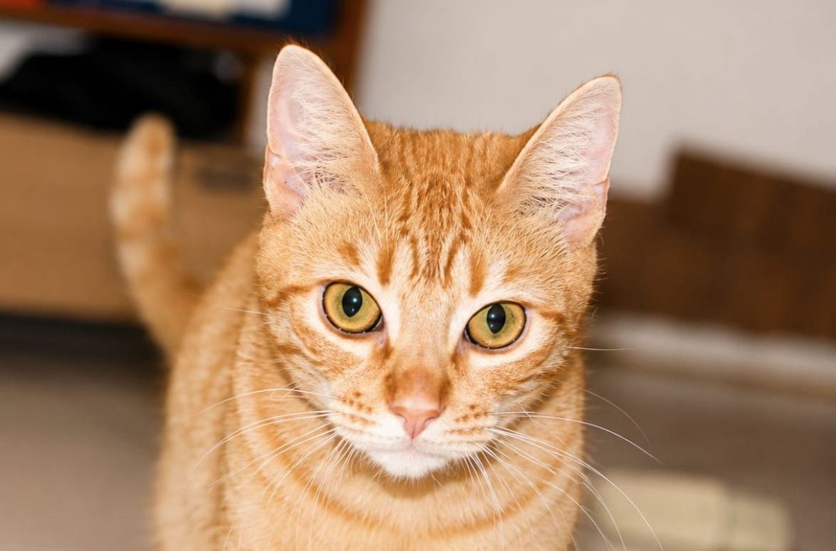 PRALINE - Chat à adopter - photo 7