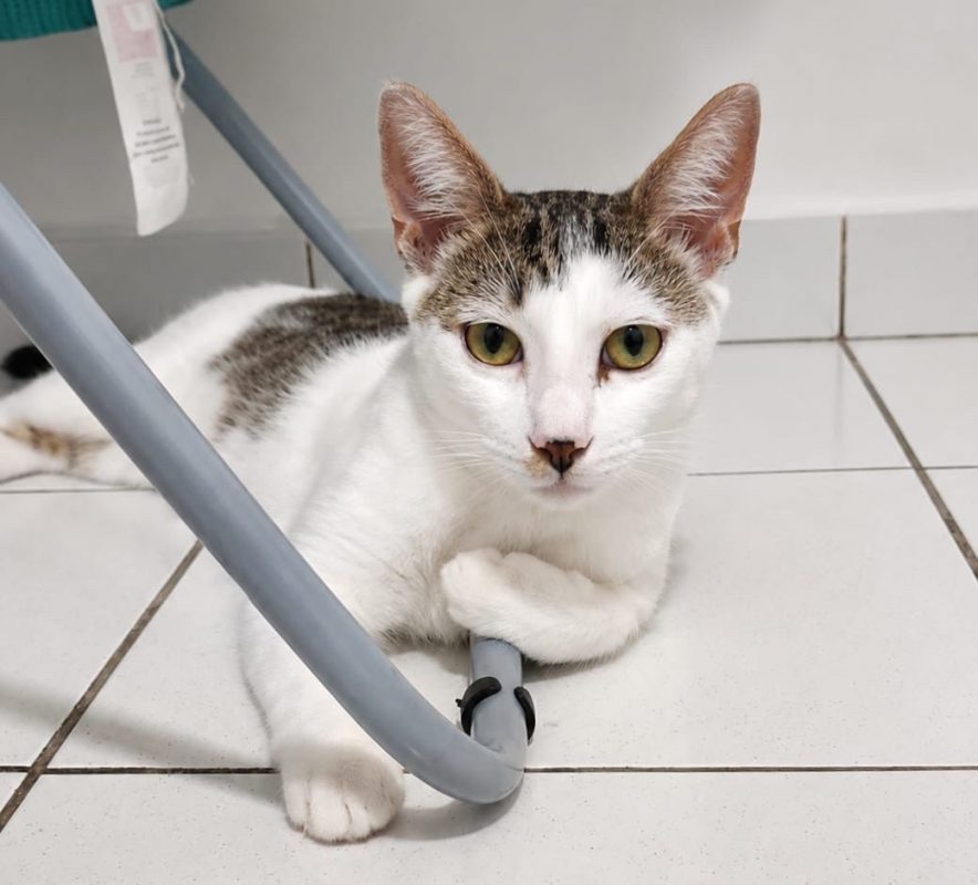 TWIX - Chat à adopter - photo 5