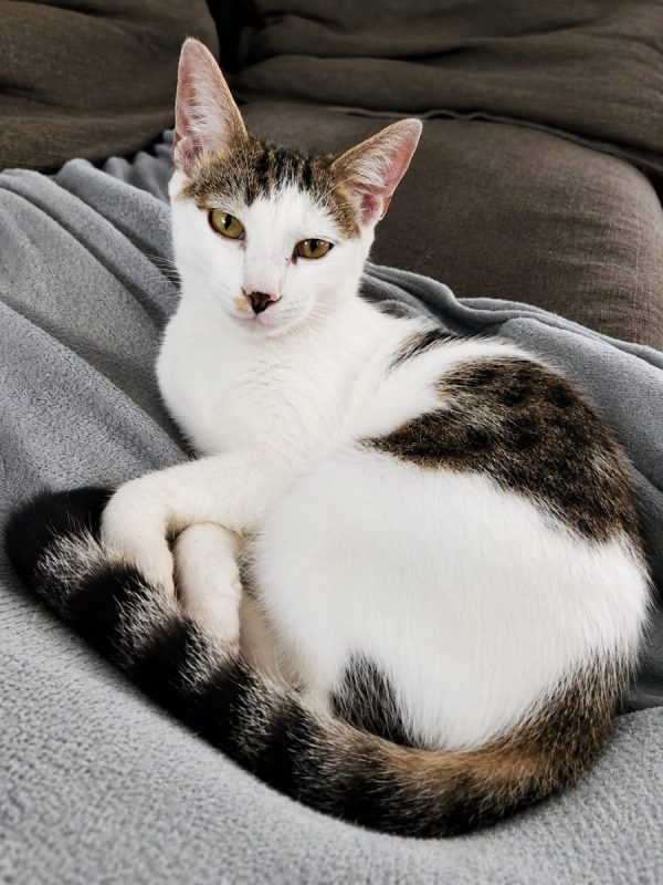 TWIX - Chat à adopter - photo 4