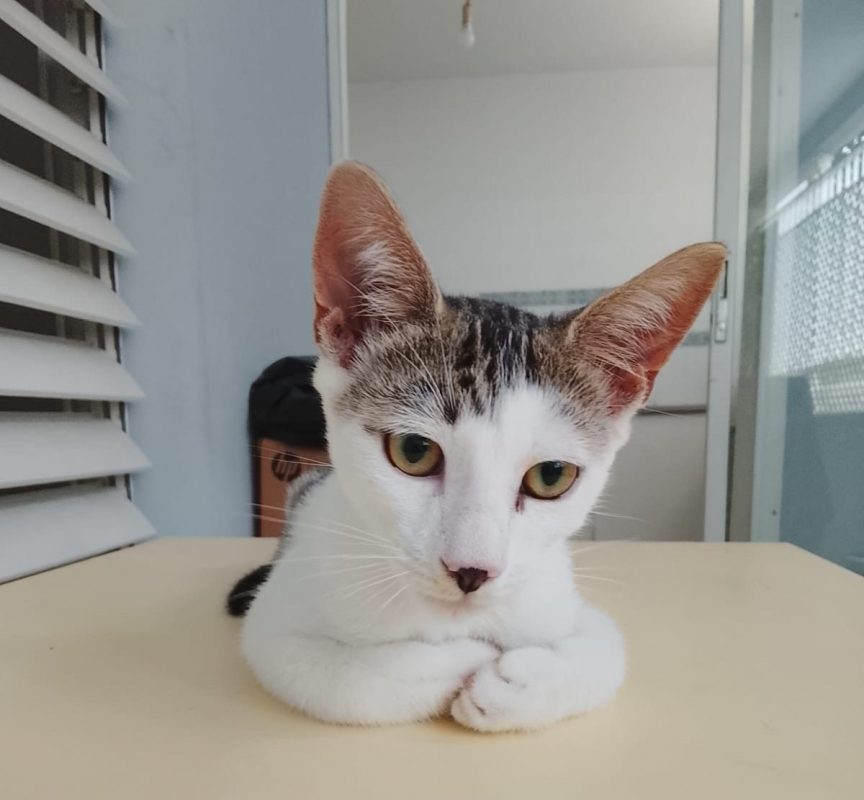 TWIX - Chat à adopter - photo 6